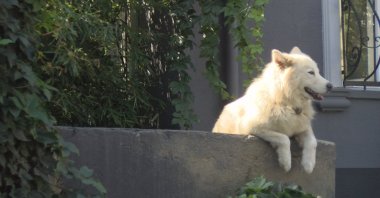 Rocky watches the passersby in Kuzguncuk neighborhood, in Istanbul, Turkey, Oct. 12, 2020. (DHA Photo) 