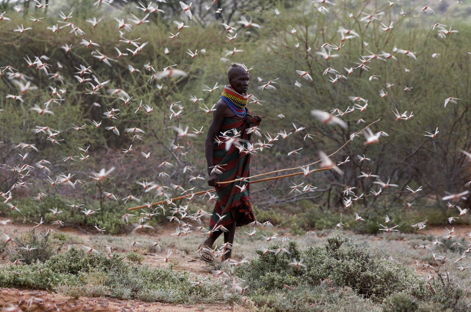 A member of the Turkana tribe walks through a swarm of desert locusts in the village of Lorengippi near the town of Lodwar, Turkana county, Kenya, July 2, 2020. (REUTERS Photo)