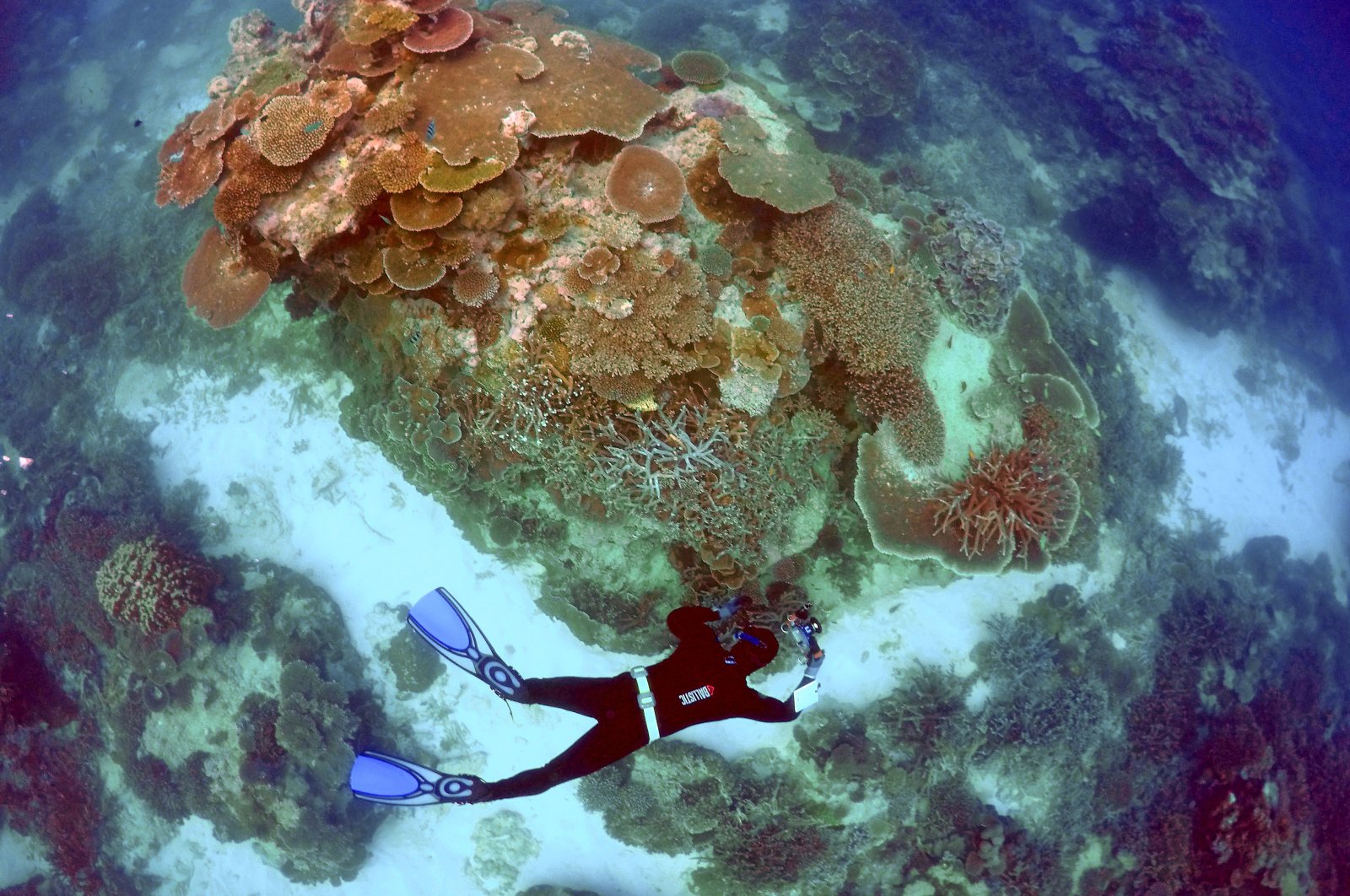 A senior ranger in the Great Barrier Reef region for the Queensland Parks and Wildlife Service takes photographs and notes during an inspection at Lady Elliot Island, June 11, 2015. (REUTERS Photo)