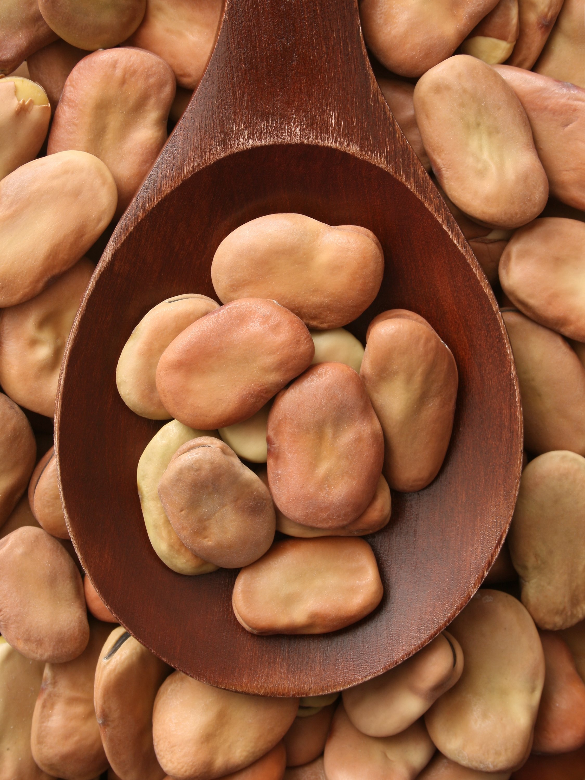 Dried fava (broad) beans. (iStock Photo)