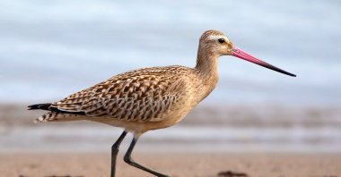 A bar-tailed godwit walks on a sandy beach. (Pixabay photo)