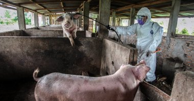 Pigs on a farm in Beijing, China. (Reuters)