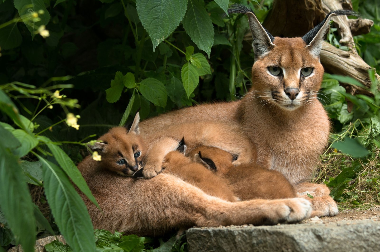 15 wild animals found in Turkey | Daily Sabah