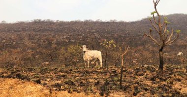 Photo shows the damage left by the forest fires that affect the Pantanal region in Mato Grosso, Brazil, Sept. 17, 2020. (REUTERS Photo)