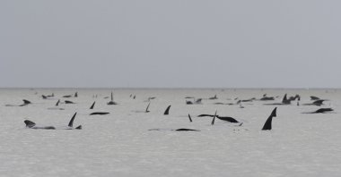 A pod of whales seen stranded on a sandbar in Macquarie Harbour on the rugged west coast of Tasmania, Australia, Sept. 22, 2020. (AFP/Brodie Weeding/The Advocate) 