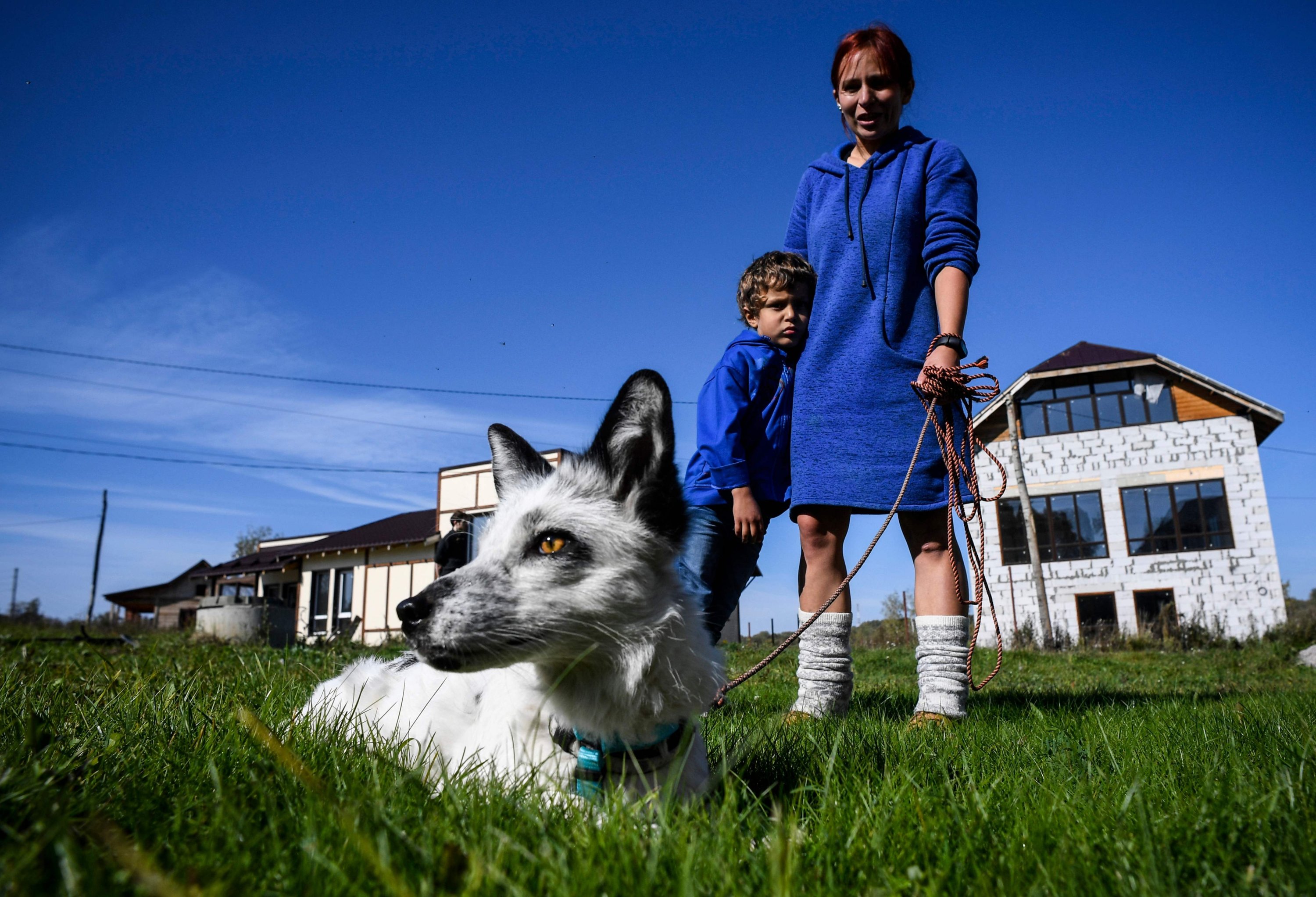 Tatyana Abramova, 33, and her son Timofei, 6, walk with their pet fox Plombir at their countryside house outside Siberian city of Novosibirsk on Sept. 12, 2020.  (AFP Photo)