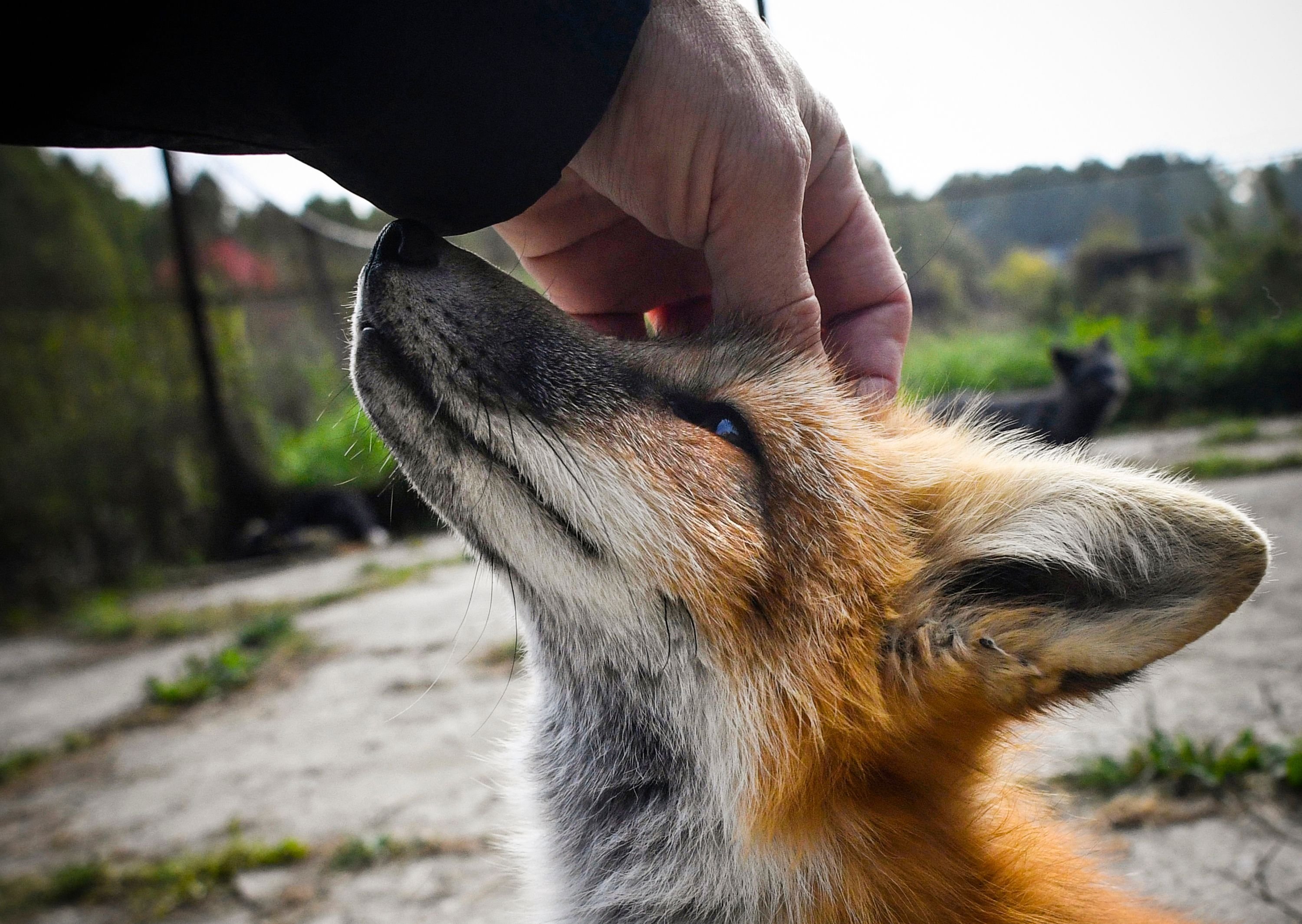 A man strokes a fox cub at the Belyayev fox facility at the Institute of Cytology and Genetics at the Russian Academy of Sciences outside the Siberian city of Novosibirsk on Sept/ 10, 2020. (AFP Photo)