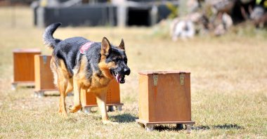 A dog during a training session, in Bursa, northwestern Turkey, Oct. 19, 2020. (DHA Photo) 