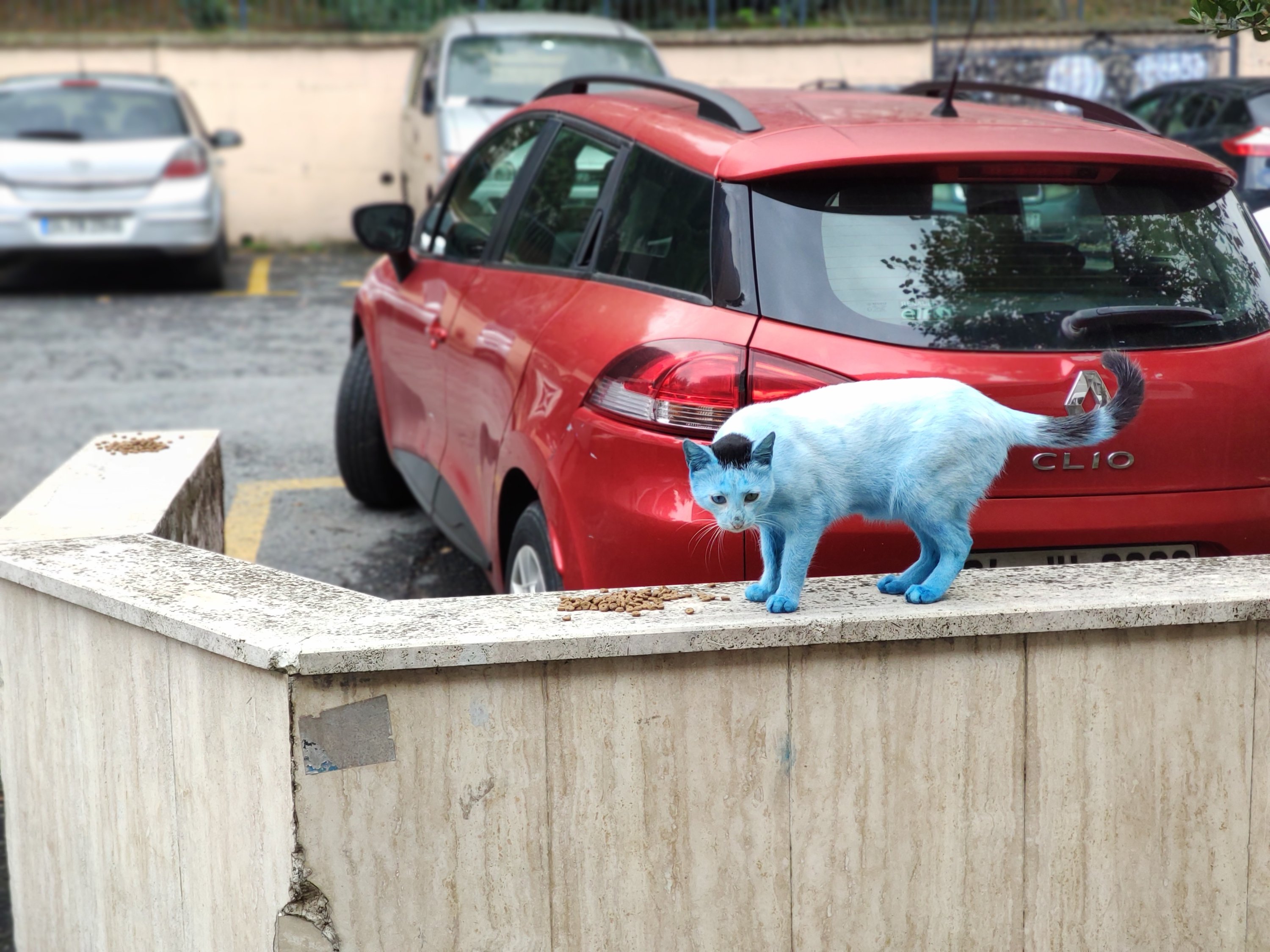 The blue cats spotted in Istanbul