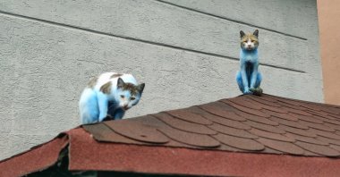 The blue cats spotted in Istanbul's Küçükçekmece distrcit were likened to smurfs by locals, Oct. 19, 2020. (IHA Photo)