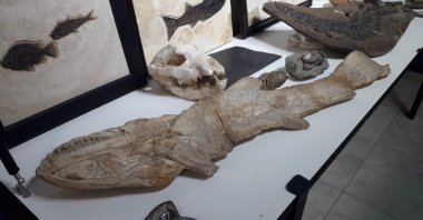 A view of fossils on display at police headquarters in the capital Ankara, Turkey, Oct. 21, 2020. (AA Photo) 