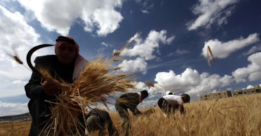 Wheat farmer Mohammed al-Kharabshy (L), 75, harvests his crops with the help of Syrian refugees Khaled, Khalaf, Madeh and Ali Bani Khaled, three brothers and their cousin, on the outskirts of Amman, Jordan, May 15, 2013.  (AP Photo)