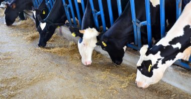 Cows at a farm in Adana, southern Turkey, Oct. 22, 2020. (DHA Photo)