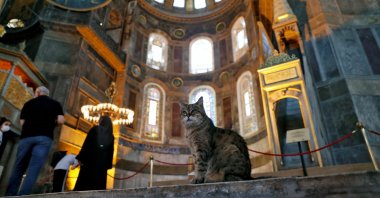 Hagia Sophia Grand Mosque's resident stray cat Gli sits inside the famous landmark, in Istanbul, Turkey, July 2, 2020. (REUTERS Photo)