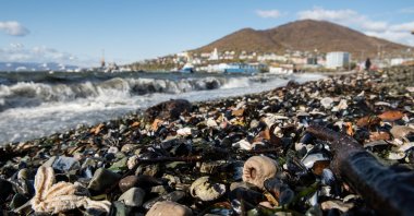 Dead sea life washes up on shore due to unexplained water pollution in the Kamchatka region, Russia, Oct. 8, 2020. (Reuters Photo)