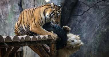 The white lion called Pamuk and the Bengal tiger called Toby became inseparable friends. (AA Photo)