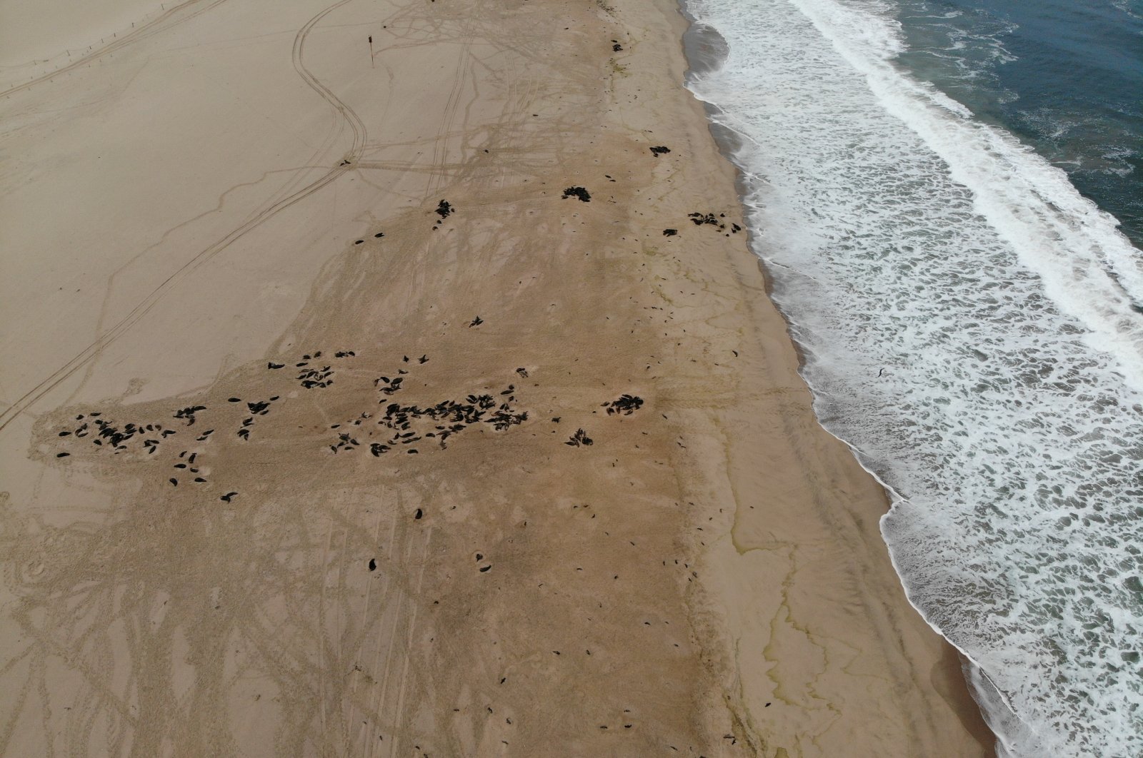 Dead seal foetuses are seen near adult seals on a beach near Pelican Point, Namibia October 8, 2020. Picture taken with a drone on October 8, 2020. (Naude Dreyer/Ocean Conservation Namibia/Handout via Reuters) 