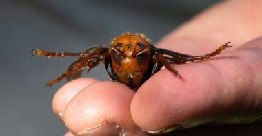 A sample specimen of a dead Asian giant hornet from Japan, also known as a murder hornet, is shown by a pest biologist from the Washington State Department of Agriculture in Bellingham, Washington, July 29, 2020. (AFP Photo)