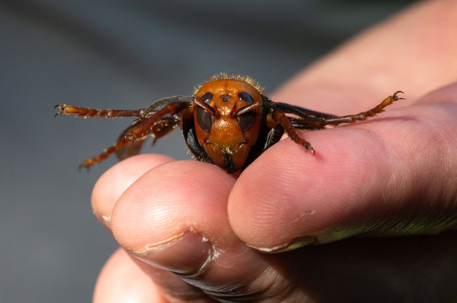 A sample specimen of a dead Asian giant hornet from Japan, also known as a murder hornet, is shown by a pest biologist from the Washington State Department of Agriculture in Bellingham, Washington, July 29, 2020. (AFP Photo)