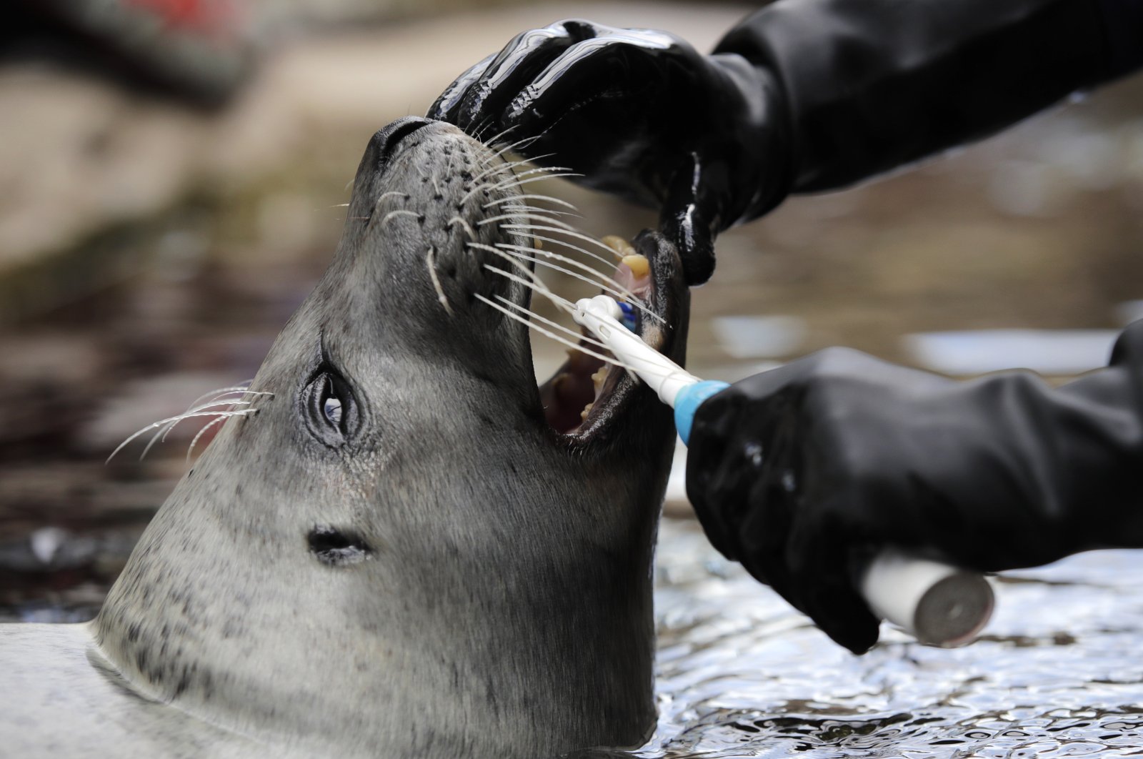 In this Friday April 10, 2020 photo, Amelia, a harbor seal opens her mouth as mammal trainer Terra Wilson brushes her teeth at an outdoor exhibit at the New England Aquarium in Boston. (AP Photo)