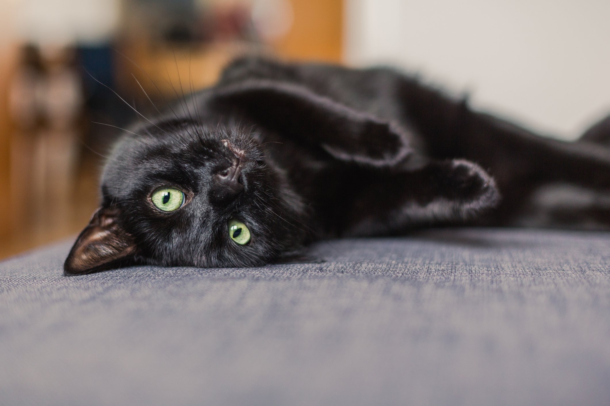 UPDATE 2020: Lucky Black Kitten Crossed Paths With Famous Cat