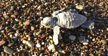 A baby loggerhead turtle (Caretta caretta) struggles to reach the Mediterranean Sea, in Adrasan, Antalya, Turkey, Aug. 11, 2019. (AP Photo)