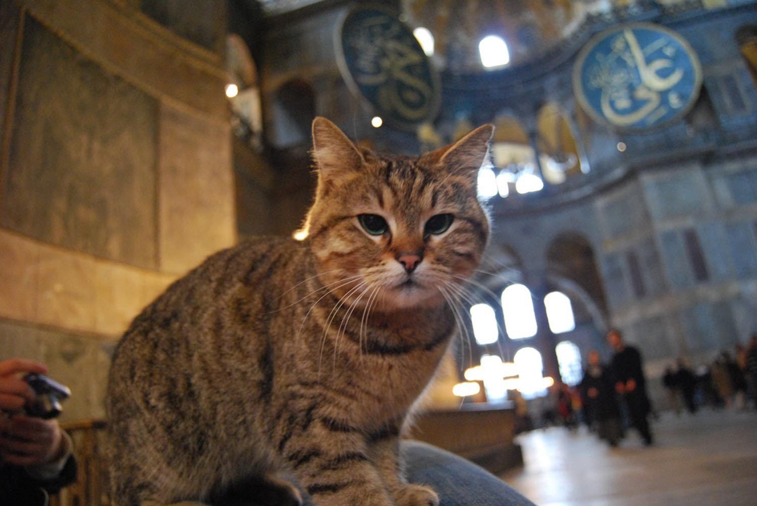 Gli at the Hagia Sophia Grand Mosque in Istanbul, Turkey. (File Photo via Günaydın)