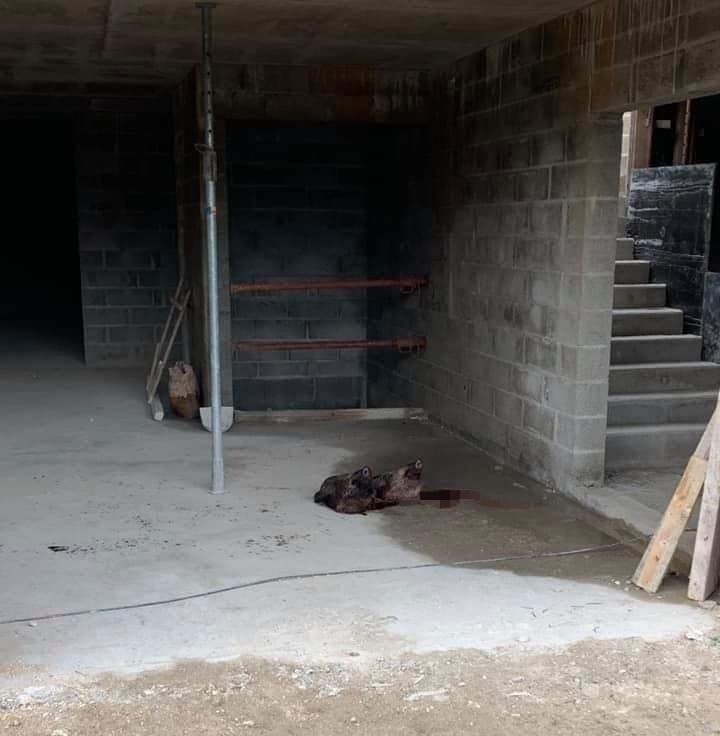 Two pigs' heads are seen inside the Grand Mosque, which is undergoing restoration, in the city of Compiegne in Oise, France,