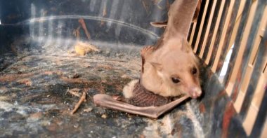 The vampire bat captured by locals, in Mersin, southern Turkey, Nov. 2, 2020. (DHA Photo) 