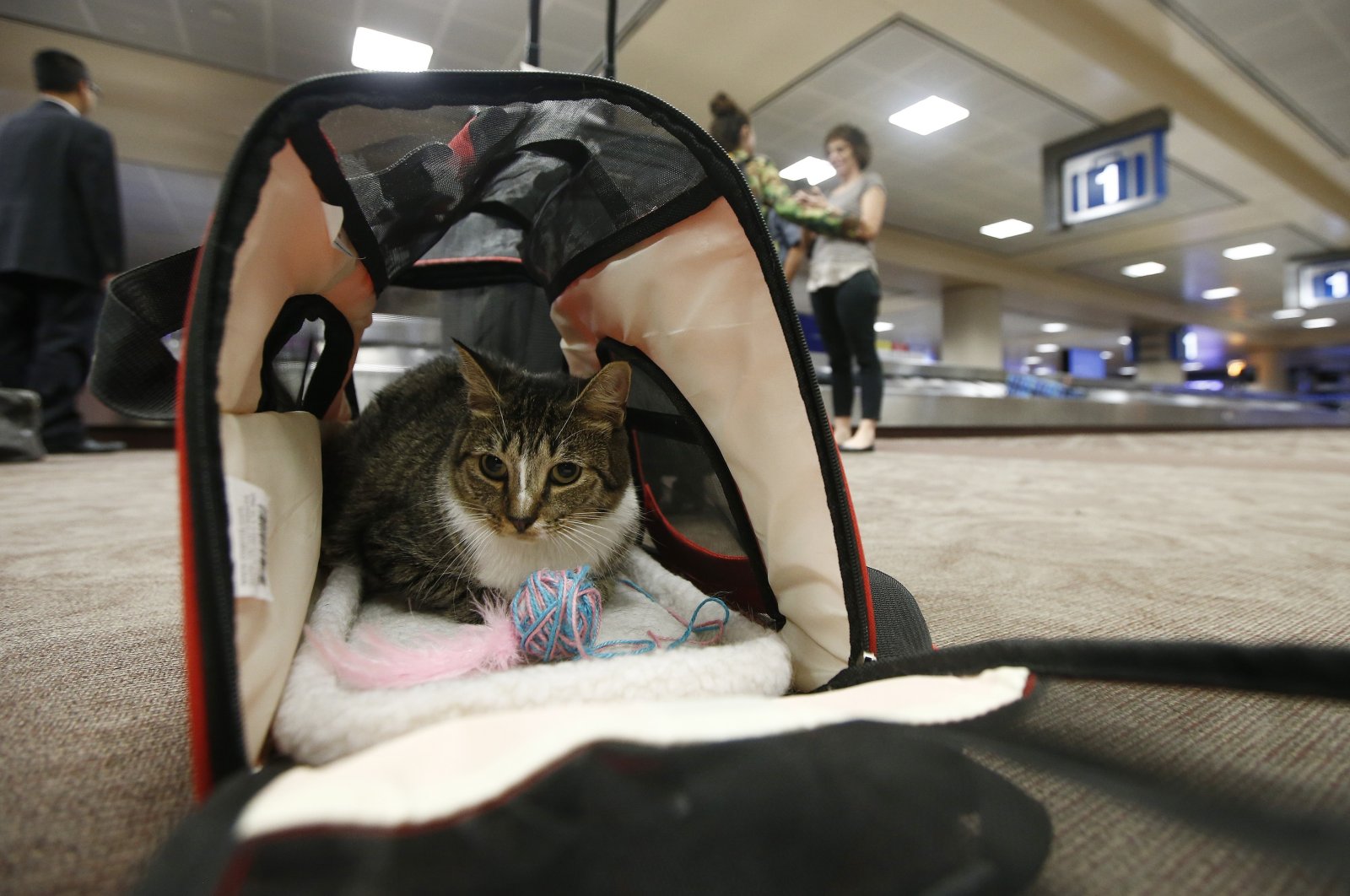 In this file photo, Oscar the cat sits in his carrier after arriving at Phoenix Sky Harbor International Airport in Phoenix, Sept. 20, 2017. (AP Photo)