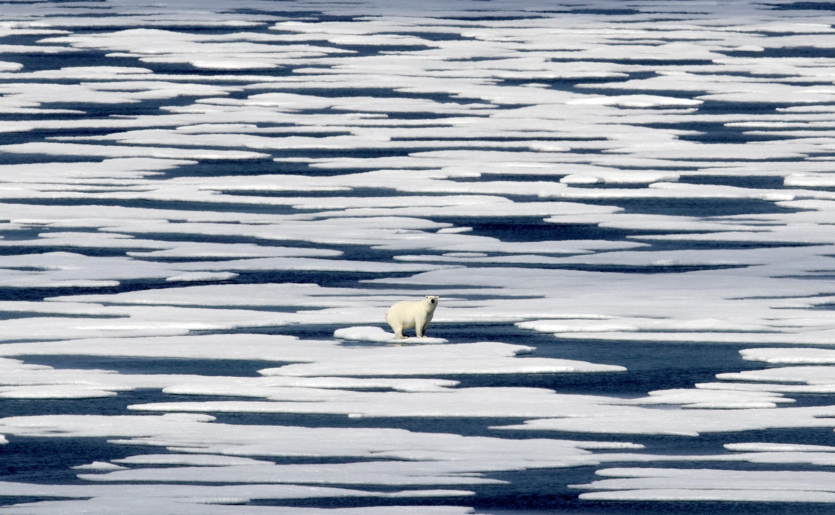 In this July 22, 2017, file photo, a polar bear stands on the ice in the Franklin Strait in the Canadian Arctic Archipelago. (AP Photo)