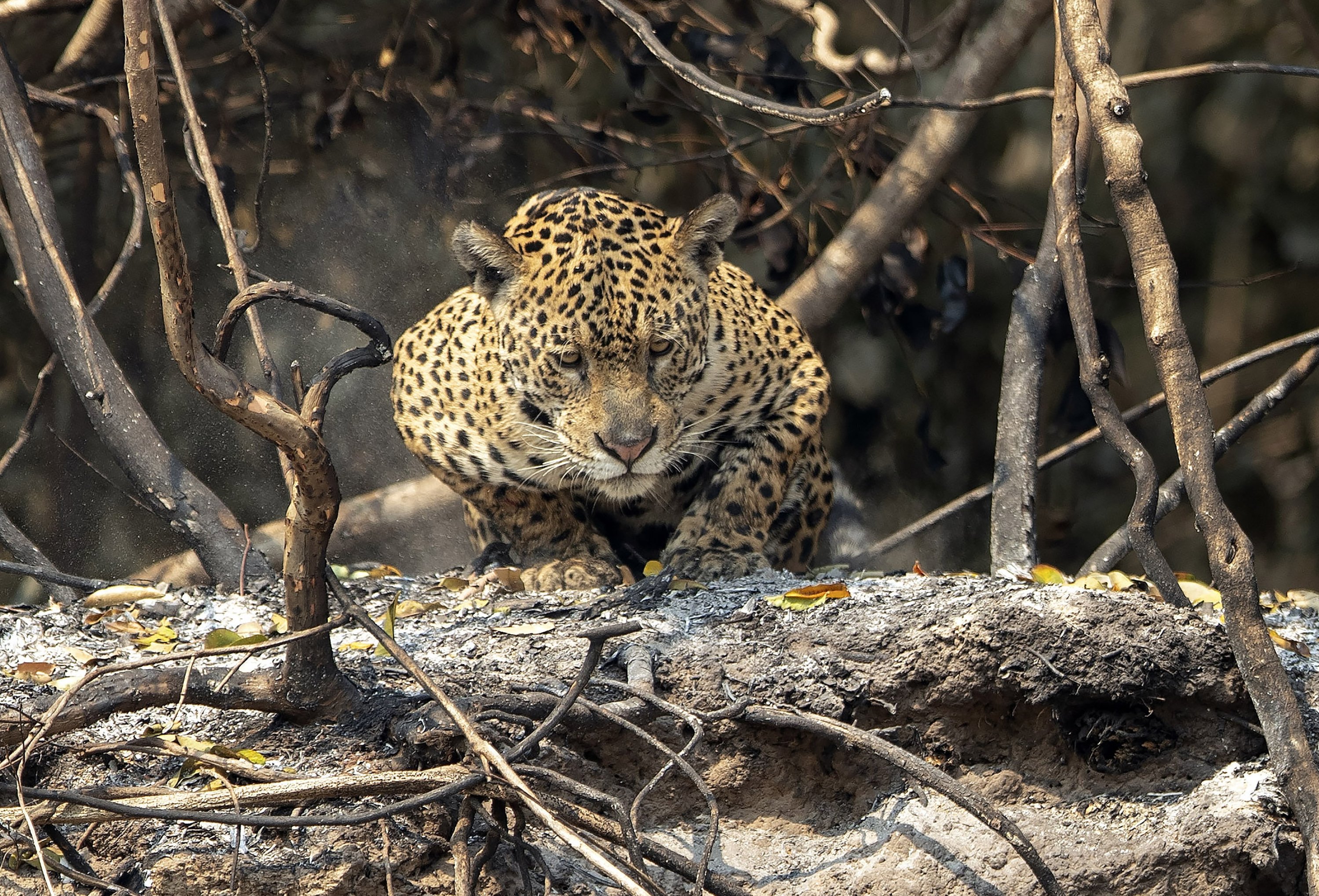 A jaguar crouches in an area recently scorched by wildfires at the Encontro das Aguas state park in the Pantanal wetlands near Pocone, Mato Grosso state, Brazil, Sunday, Sept. 13, 2020. The Pantanal is the world’s largest tropical wetlands, popular for viewing the furtive felines, along with caiman, capybara and more. This year the Pantanal is exceptionally dry and burning at a record rate.  (AP Photo/Andre Penner)
