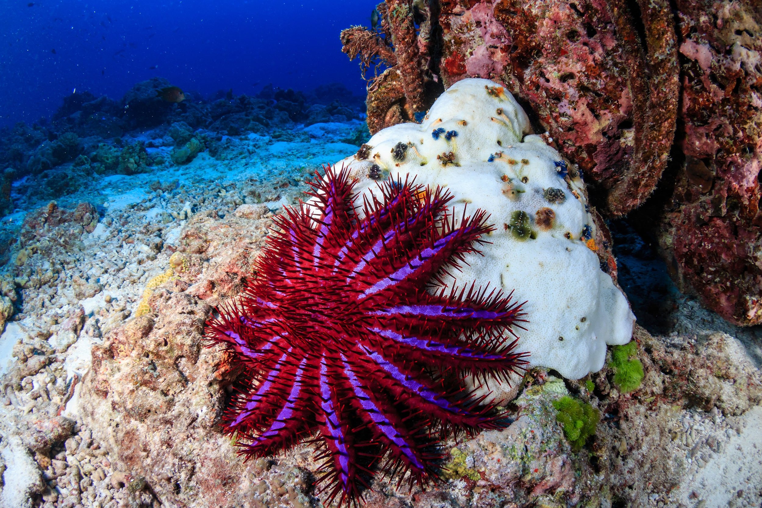 The Crown-of-Thorns Sea Star - Whats That Fish!