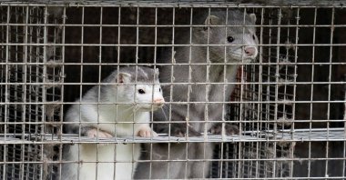 Caged minks look on after police officers arrived at Thorbjorn Jepsen's mink farm, amid the coronavirus disease (COVID-19) outbreak, in Gjoel, Denmark, Oct. 9, 2020. (Reuters Photo)