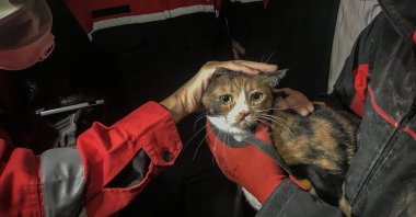 A cat was rescued from the rubble of Yılmaz Erbek Apartment after 30 hours of search and rescue efforts following an earthquake in Izmir, Turkey, Oct. 31, 2020. (AA Photo)