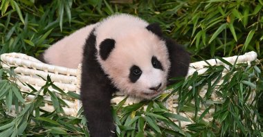 Panda cub Fu Bao, who was born 107 days ago in South Korea, is pictured during a ceremony to reveal her name at Everland Amusement and Animal Park in Yongin on Nov. 4, 2020. (AFP Photo)