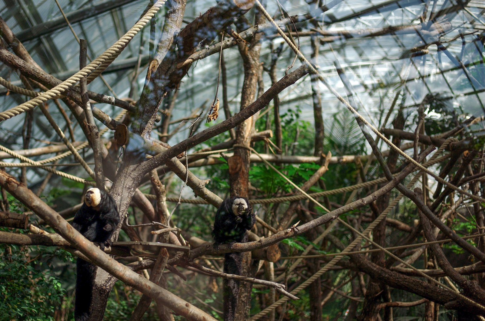 White-faced saki monkeys eat in their enclosure, at the Vincennes Zoo, in Paris, April 8, 2014. (AP Photo)