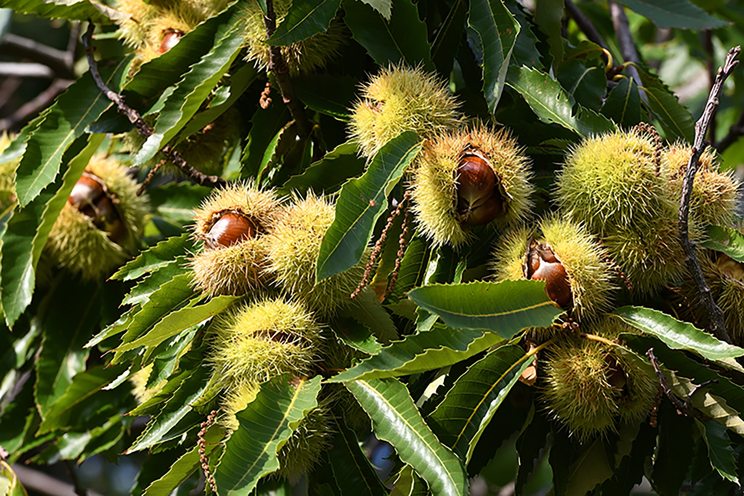 Why We're Crazy About Chestnuts—and How to Cook With Them