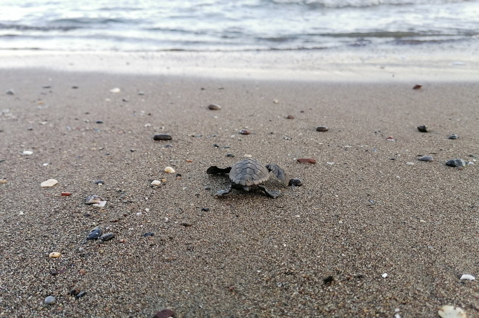 A baby turtle heads to sea on a beach in Mersin, southern Turkey, Aug. 7, 2020. (DHA Photo)