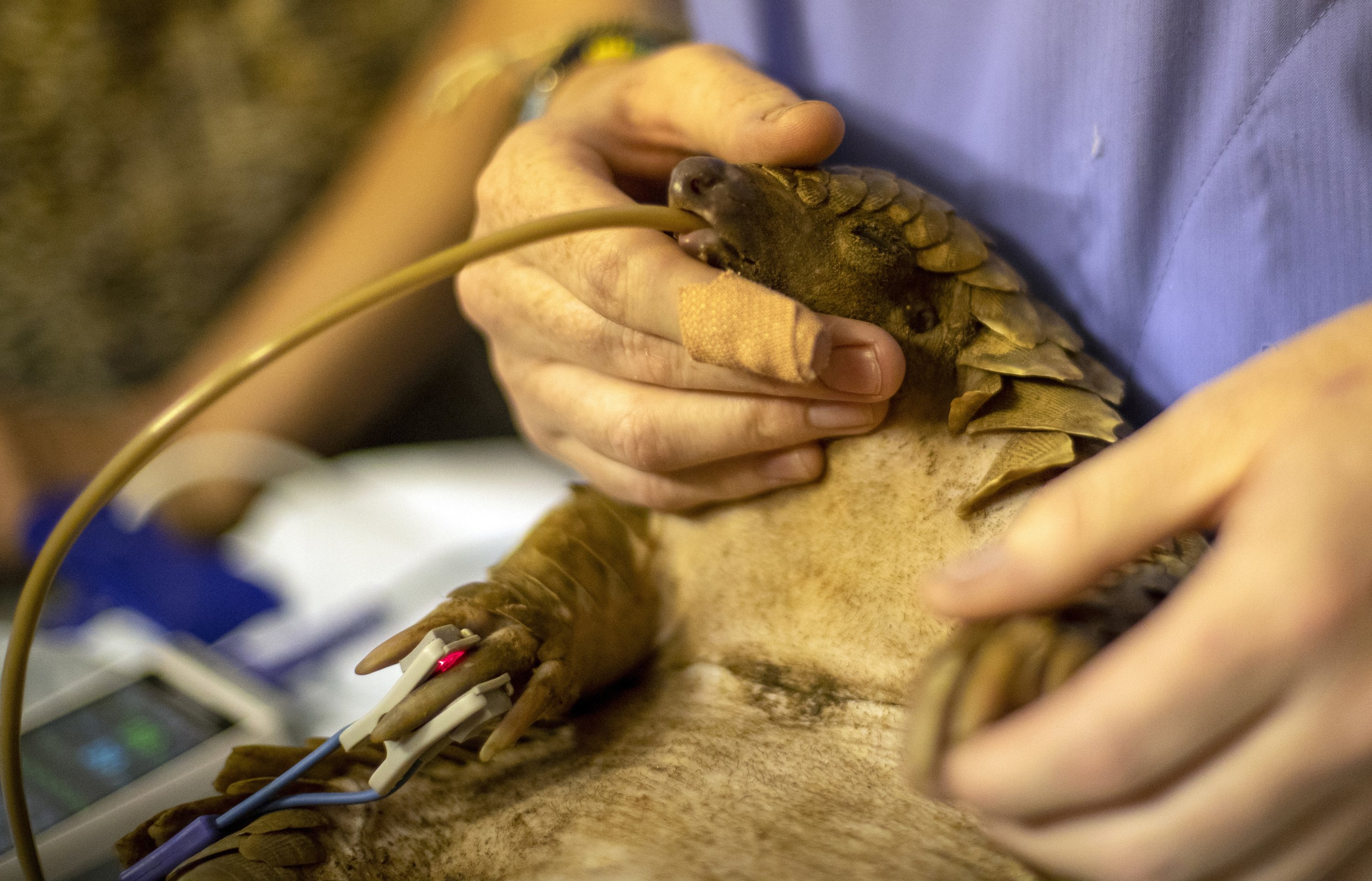 Veterinary nurse, Alicia Abbott, of the African Pangolin Working Group in South Africa tube-feeds a pangolin, at a Wildlife Veterinary Hospital in Johannesburg, South Africa, Sunday, Oct. 18, 2020. (AP Photo)