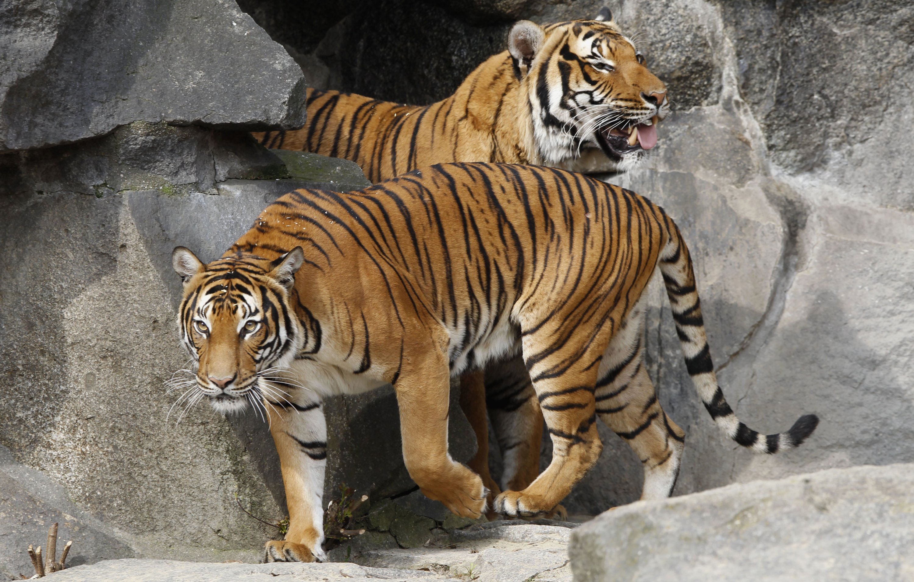 Full Indochinese Tiger Information