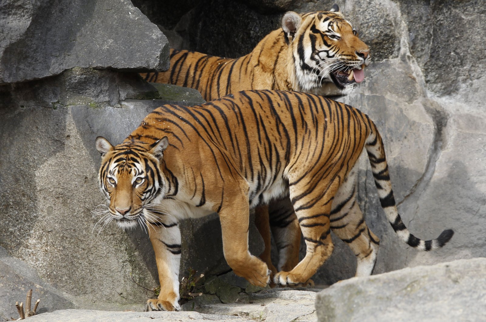 Adult Indochinese tigers are presented to the media for the first time at their outdoor cage at Tierpark Friedrichsfelde Zoo in Berlin, Germany, April 3, 2012. (Reuters Photo)