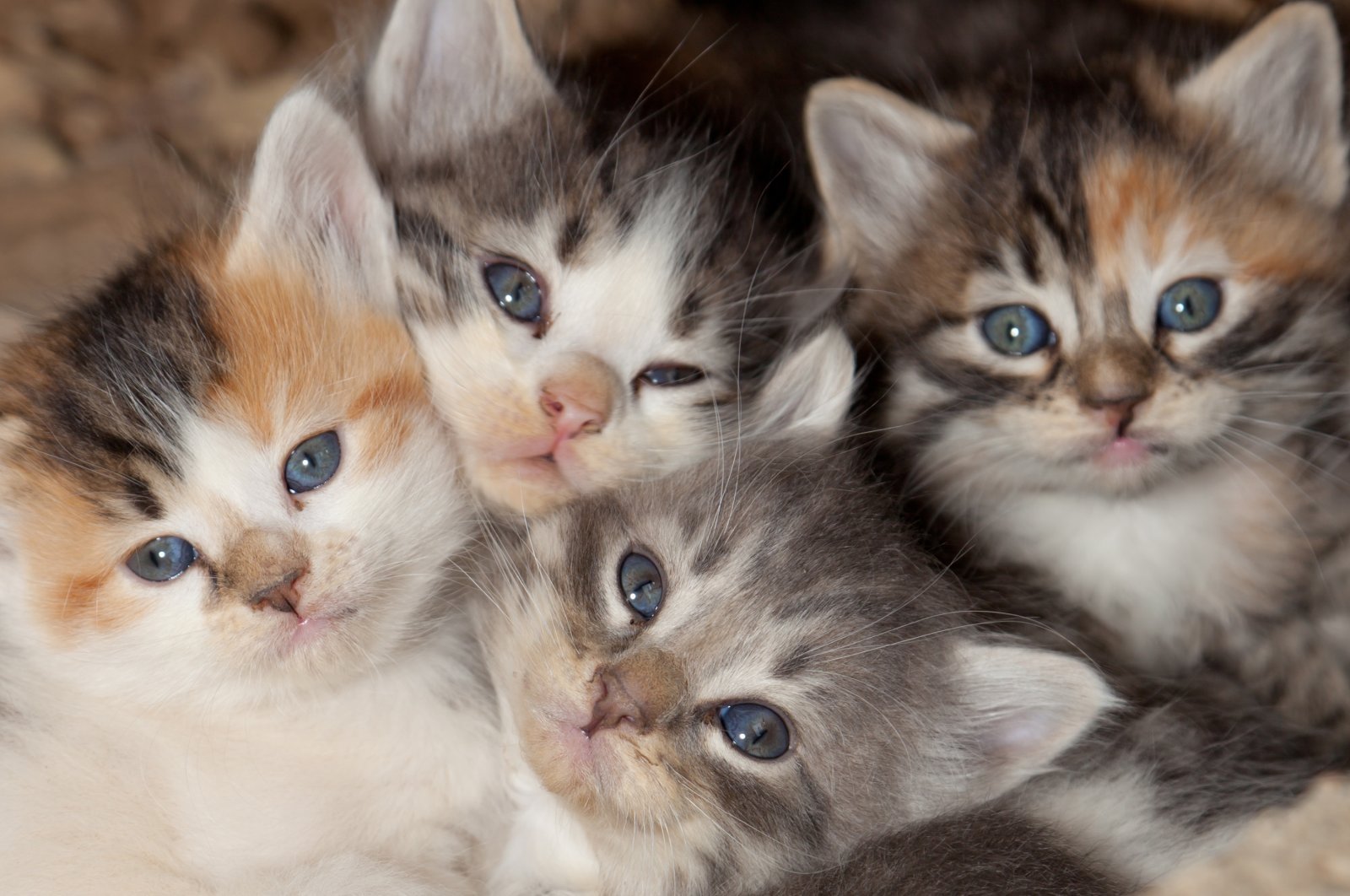 A litter of calico kittens. (Shutterstock Photo)