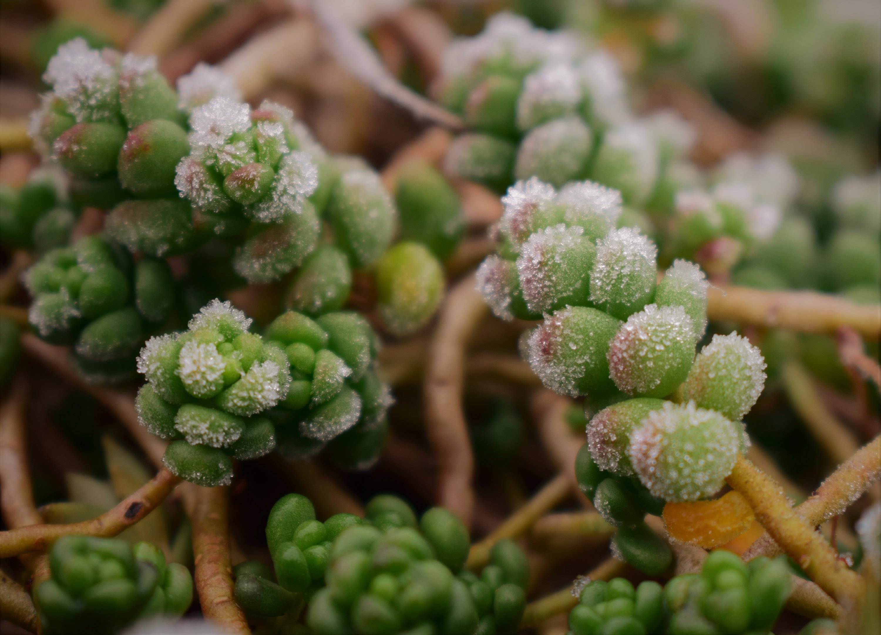 Subzero temperatures could spell death for your succulents. (Shutterstock Photo)