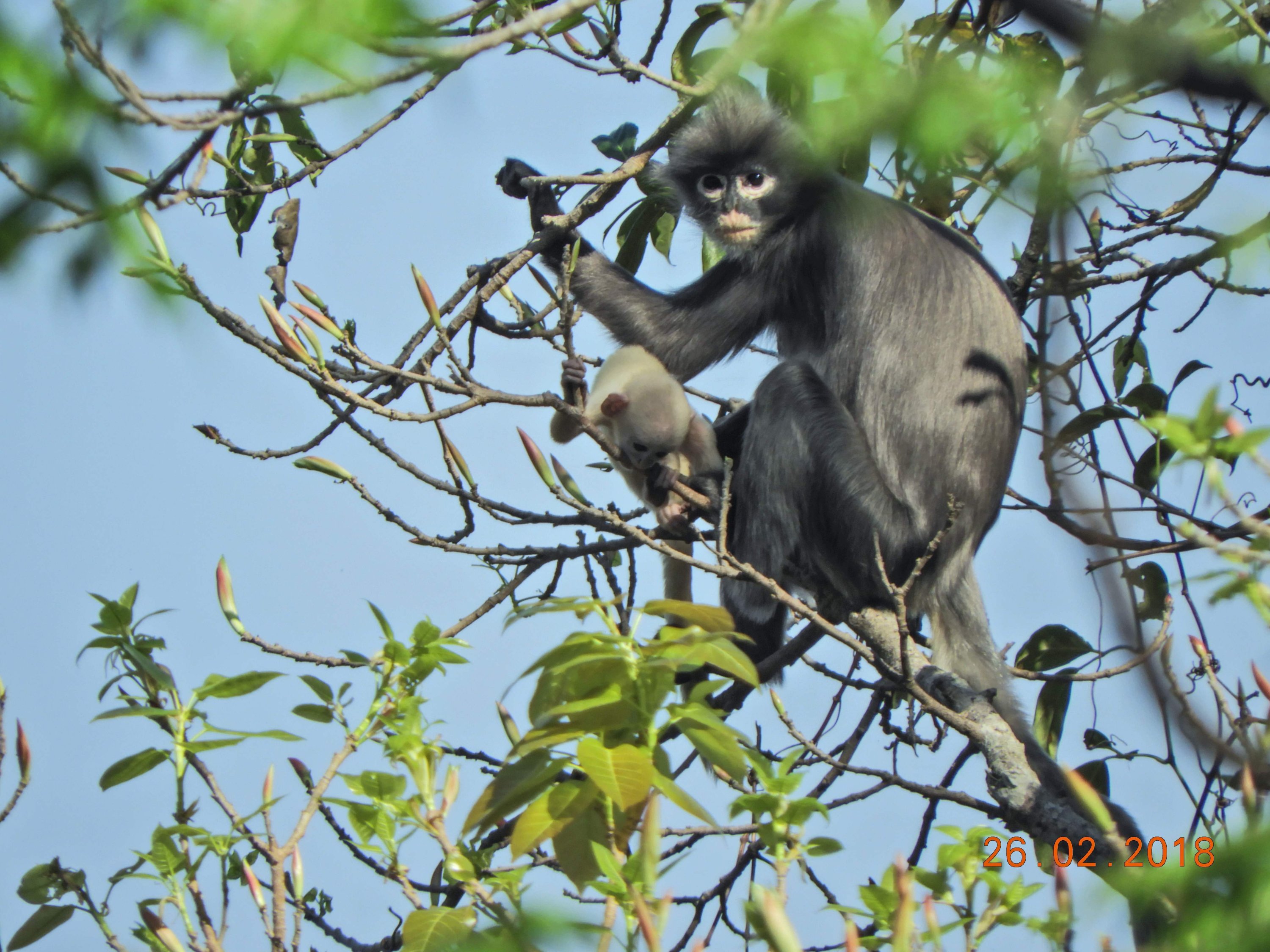 Last 250: New primate species discovered in Myanmar 'already facing  extinction' | Daily Sabah