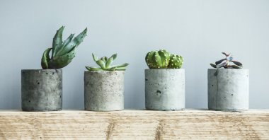Succulents are the ideal houseplant, and if you don't commit these sins, they'll likely live for a long time. (Shutterstock Photo)