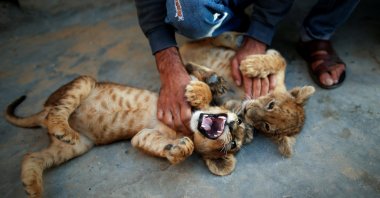 Palestinian man Naseem Abu Jamea plays with his pet lion cubs that he keeps on his house rooftop after buying them from a local zoo, in Khan Younis, in the southern Gaza Strip, Nov. 10, 2020. (Reuters Photo)