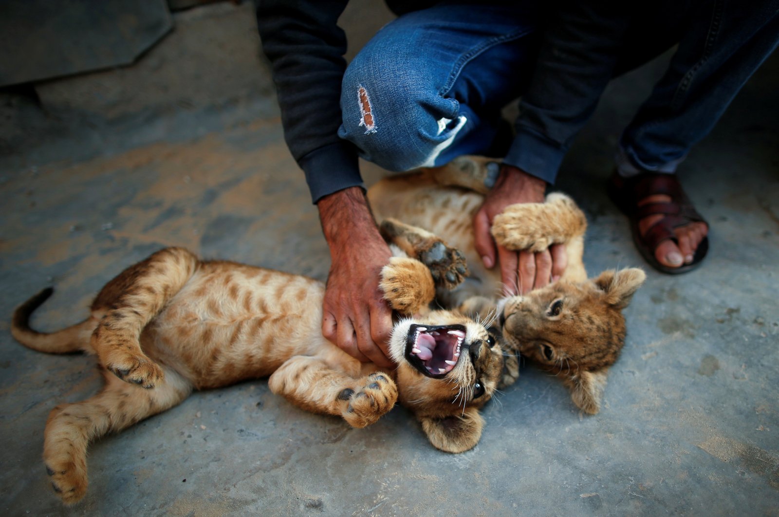 Palestinian man Naseem Abu Jamea plays with his pet lion cubs that he keeps on his house rooftop after buying them from a local zoo, in Khan Younis, in the southern Gaza Strip, Nov. 10, 2020. (Reuters Photo)