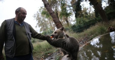 A cub holds the hand of his keeper as he feeds him a carrot, in Bursa, northwestern Turkey, Nov. 12, 2020. (IHA Photo)
