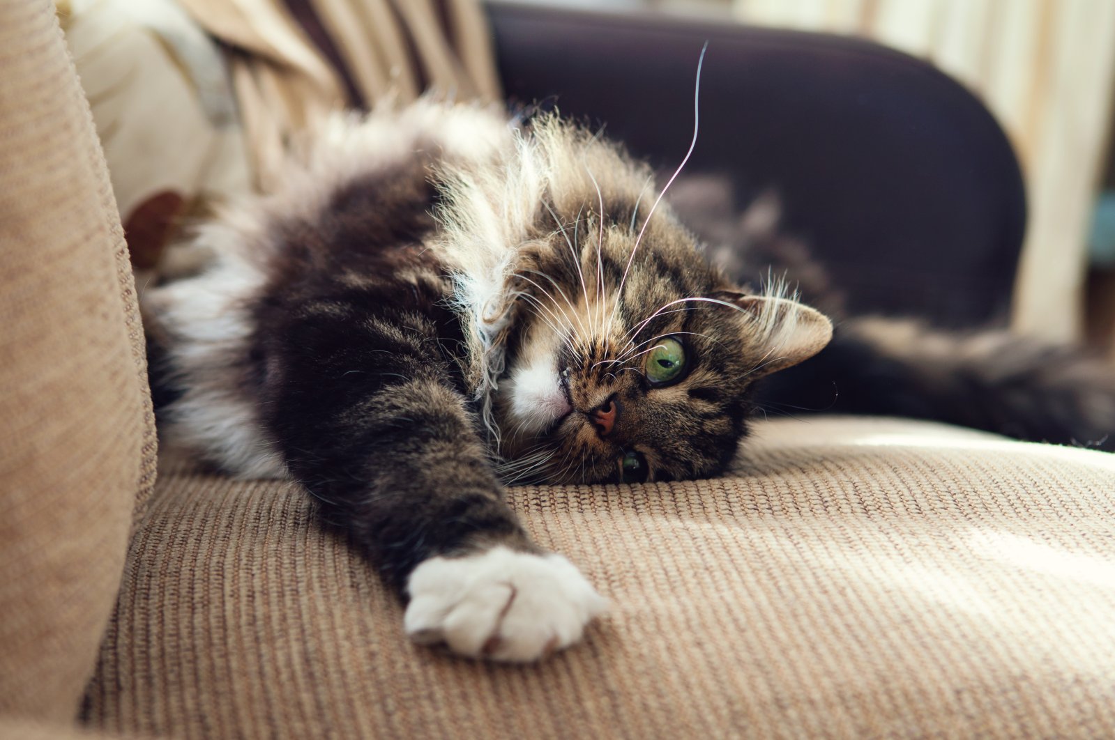 Carpets and sofas are prime spots for cats to sharpen their claws. (Shutterstock Photo)